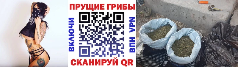 Галлюциногенные грибы Psilocybine cubensis  что такое наркотик  Чебоксары 